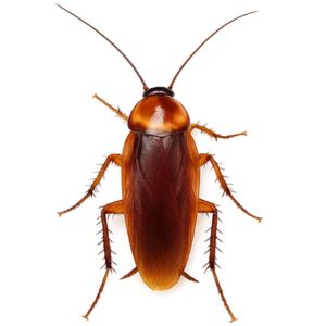 American Cockroach in commercial kitchen in Gurgaon