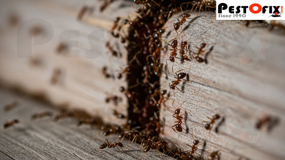 Ants nesting indoors near cracks and baseboards