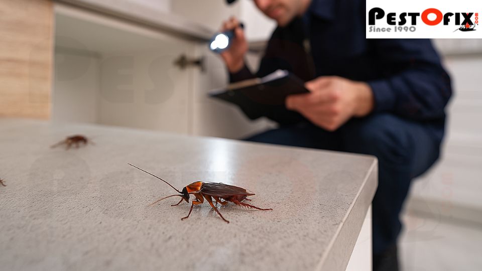 Professional pest control inspection in Gurgaon kitchen due to hidden cockroach infestation
