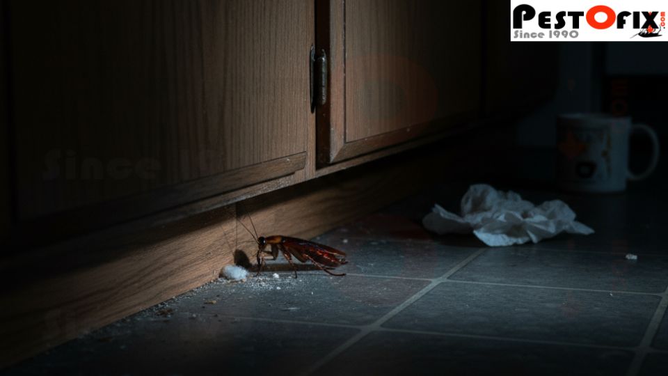 Cockroach infestation in kitchen corner of a Gurgaon home