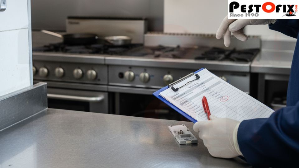 Professional cockroach management in commercial kitchens in Gurgaon