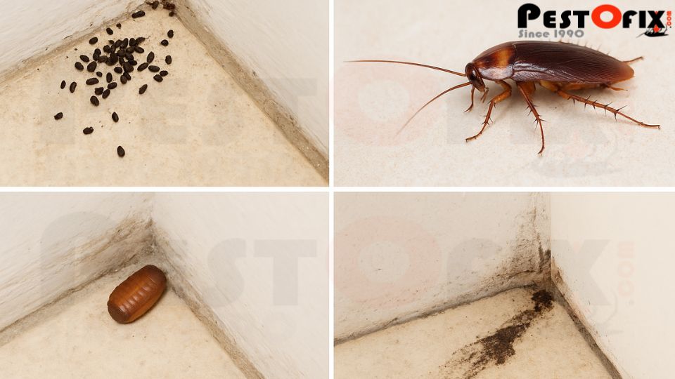 Signs of cockroach infestation in Gurgaon commercial kitchens