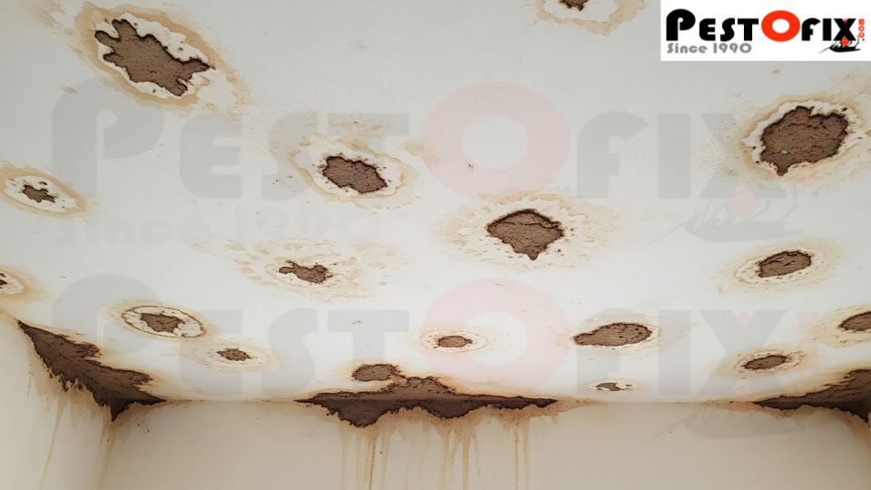 Ceiling damp spots can signal termite damage in Delhi homes