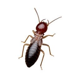Representation of a Dampwood Termite Full Body