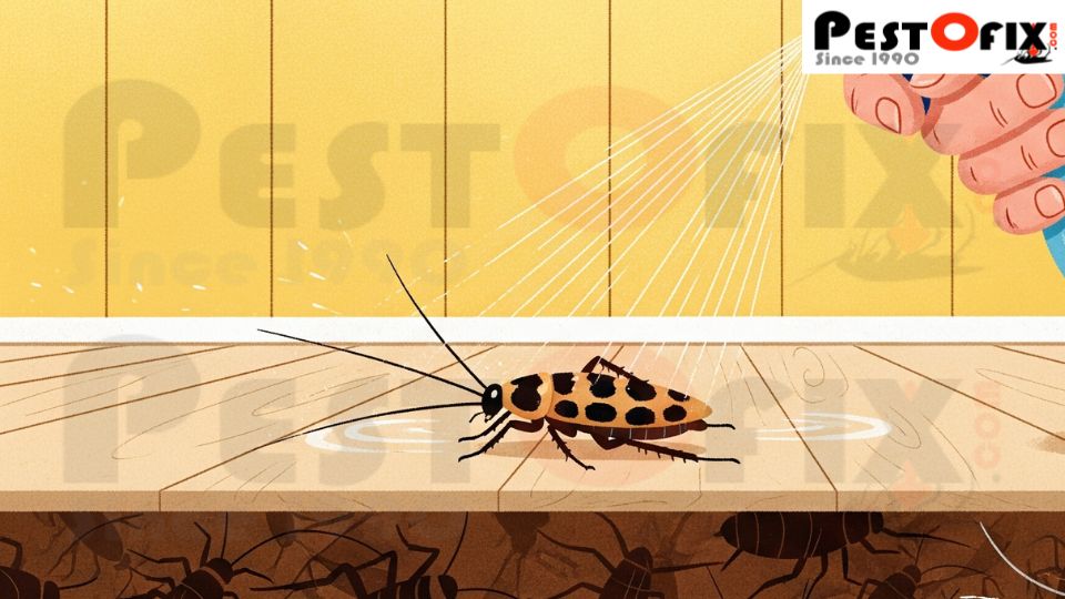 DIY pest control tools compared with professional pest control service