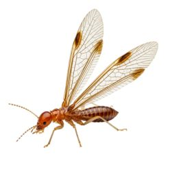 Representation of a Drywood Termite Full Body