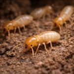 Termite Control