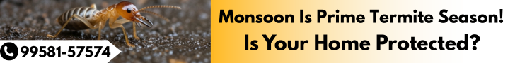 Monsoon is prime termite season — spot treatment won't stop hidden colonies. Book full-home protection now.