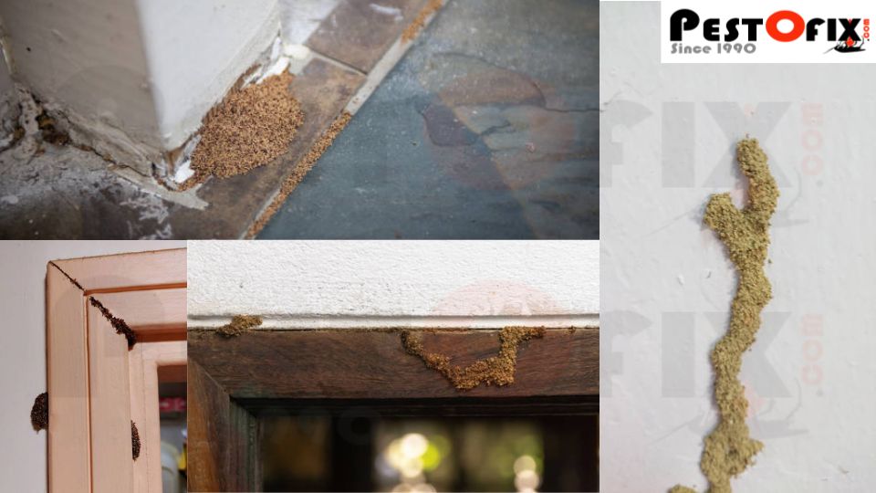Signs of termite infestation in Gurgaon Homes