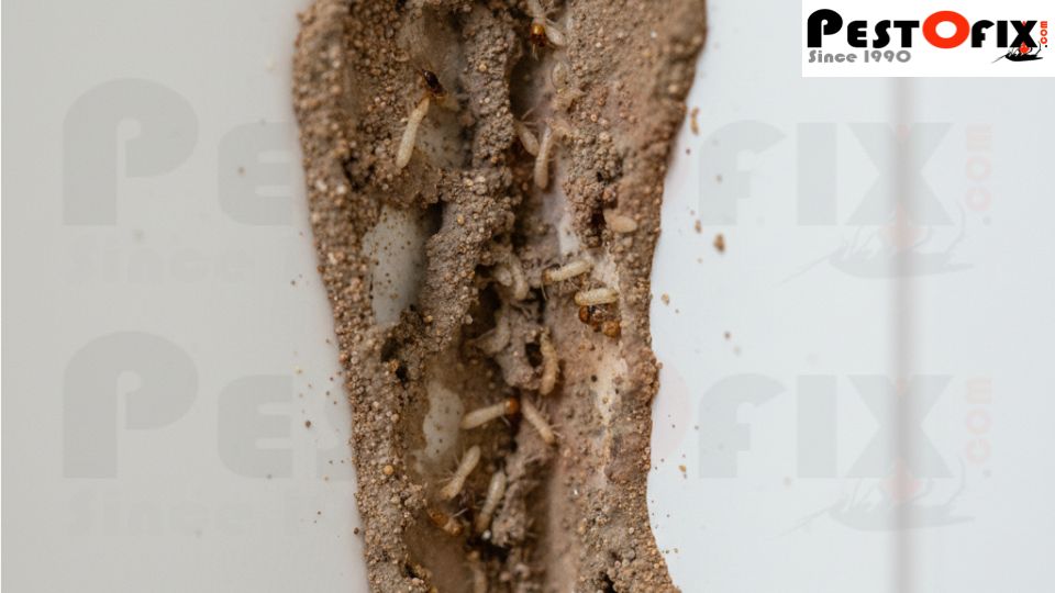 Clear visual guide showing mud tubes, frass, and hollow-sounding wood in a cupboard