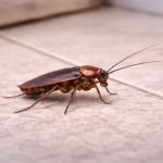 Cockroach Control