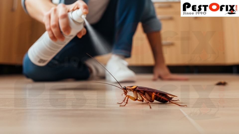 A homeowner spraying aerosol on a visible cockroach while dozens remain hidden behind walls