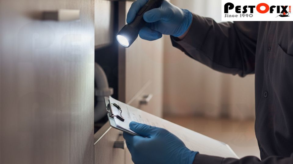 Pest control technician inspecting kitchen corners and cabinets during winter, focusing on hidden pest entry points