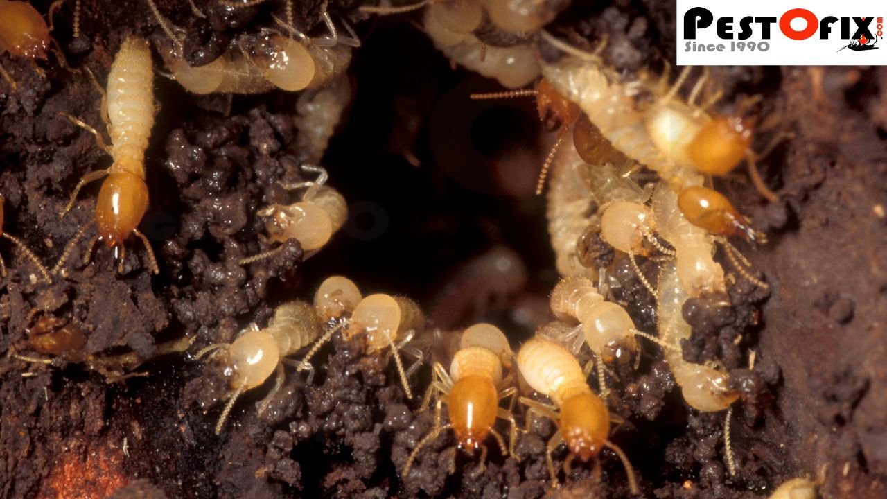 Internal termite colony activity inside wooden structural beam
