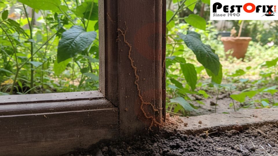 Wooden door frame touching soil in Delhi garden creating termite entry point with early infestation signs