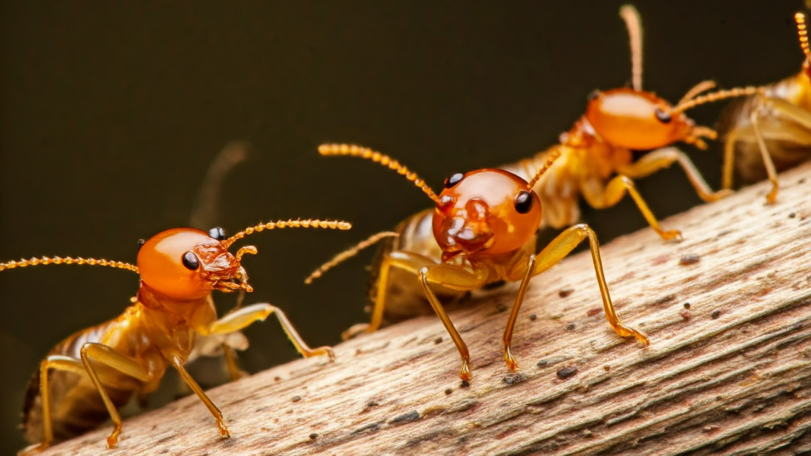 Termite Infestation Behavior