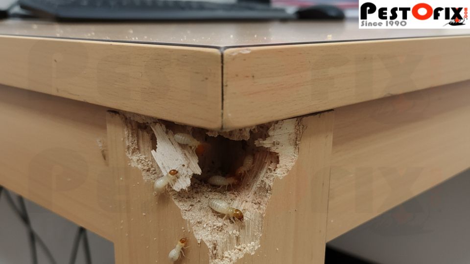 Termites destroying a hollow wooden office table in Rohini