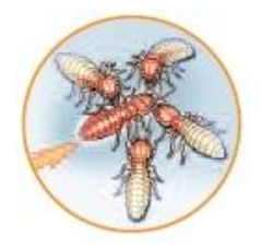 Termite Bacteria Spread