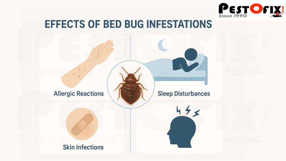 Clean bedroom with magnifying glass showing bed bugs hidden deep in mattress seams