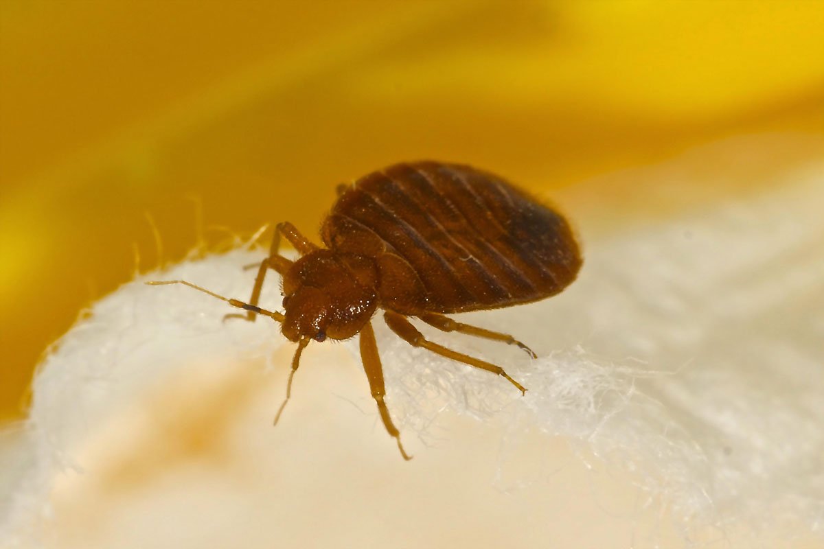 Bed Bug Pest Control