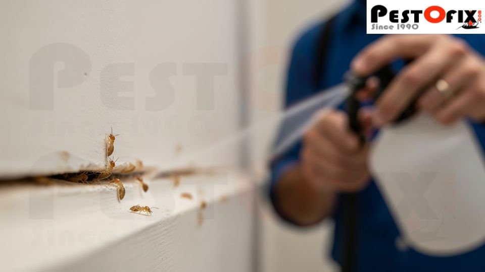 Termite Chemical Spray on a Post-Construction Site Gurgaon