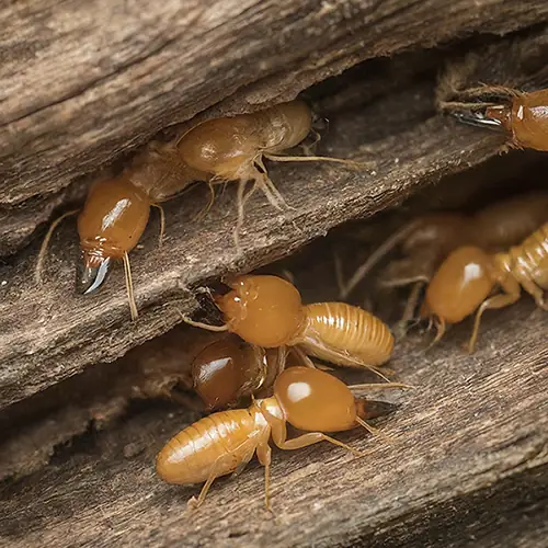 termite control delhi
