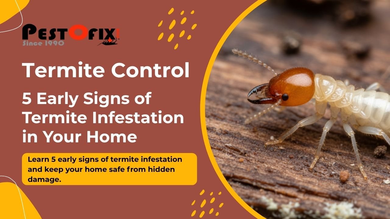 Termite Control – 5 Early Signs of Termite Infestation in Your Home